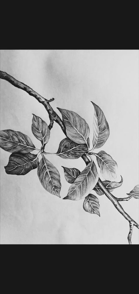 Shaded Leaves Drawing, Leaves Shading Pencil, Nature Object Drawing, Plant Study Drawing, Nature Study Drawing Sketch, Realistic Leaf Drawing, How To Draw Leaves, Easy Sketches For Beginners, Leaves Drawing