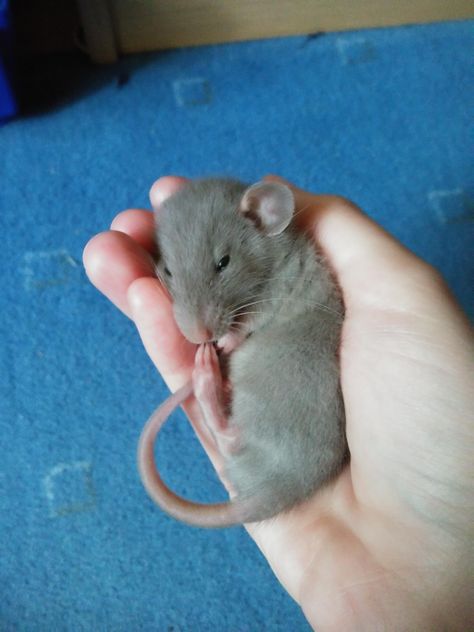 Baby rat sleeping in my hand http://ift.tt/2dSA2Nq Pet Rats Cute, Rat Sleeping, Rats Cute, Baby Rat, Baby Rats, Animal Gifts, Funny Rats, Fancy Rat, Animal Clothing