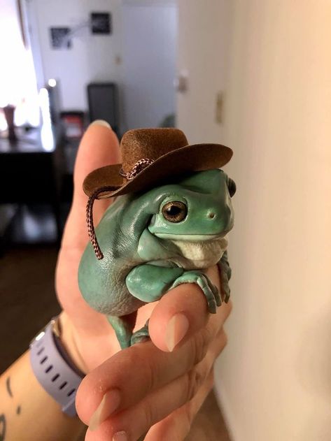 frog in cowboy hat | Frog pictures, Whites tree frog, Pet frogs Frog Pet, Dumpy Tree Frog, Frog Dress, Art Frog, Whites Tree Frog, Pet Frogs, Frog Tattoos, Frog Pictures, Frog Drawing