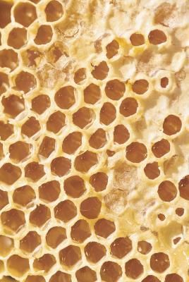 What Are the Benefits of Eating Honeycomb? Never knew you could eat this. Most beekeepers take the intact comb to give back to the bees so they can produce even more honey. They also say honeycombs from basswood boxes lend a very unique taste to it. Eating Honeycomb, Raw Honey Benefits, Honey Store, Tomato Nutrition, Honey Benefits, Bee Pollen, Organic Form, Raw Honey, Bee Keeping