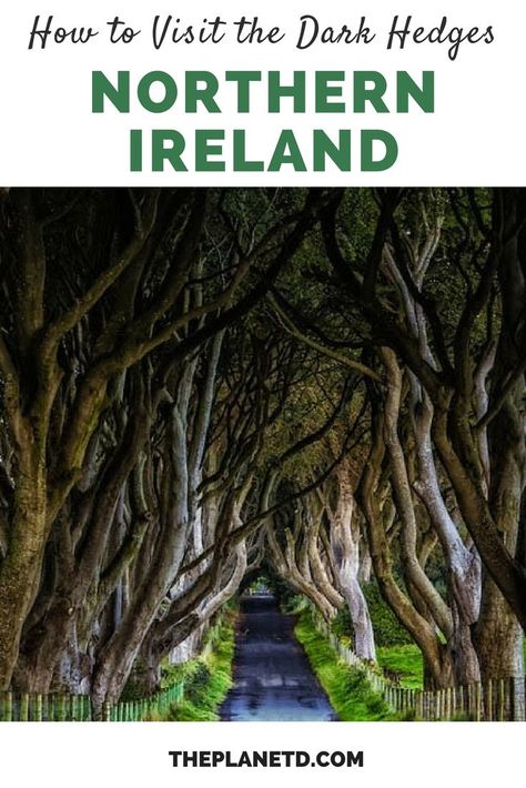 The Dark Hedges, Twisted Branches, Europe Adventure, Ireland Road Trip, Bucket List Travel, Dark Hedges, Traveling Europe, Travel Ireland, Visit Ireland