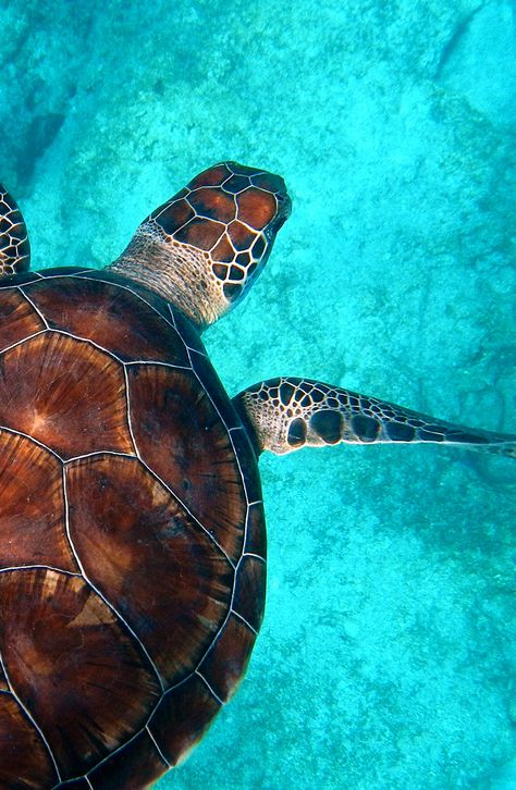 Sea Turtle Wallpaper, Sea Turtle Pictures, Turtle Wallpaper, Turtle Conservation, Beautiful Wildlife, Cute Summer Wallpapers, Beautiful Sea Creatures, Ocean Wallpaper, Cute Turtles