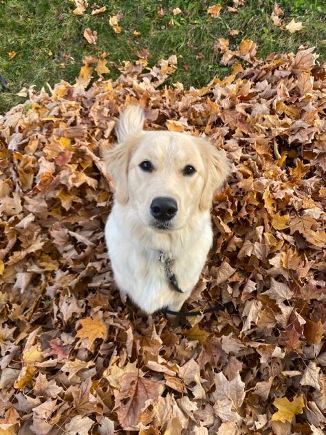 Dogs In Leaves, Fall Puppy Photoshoot, Fall Golden Retriever, Fall Puppies, Fall Dog Photos, Fall Backrounds, Golden Retriever Fall, Fall Puppy, Fall Dogs