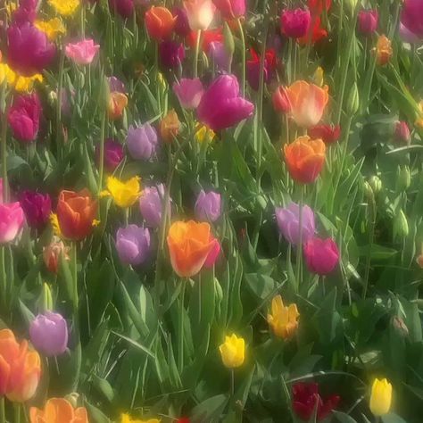 𝑒𝓃 𝓇𝑜𝓈𝑒 on Twitter: "tulips… " Tulips, Flowers