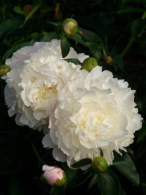 Peony 'Moon River' Moon Gardens, California Gardening, Ground Covers, Growing Garlic, Dream Yard, Moon Garden, Peonies Garden, White Garden, Moon River