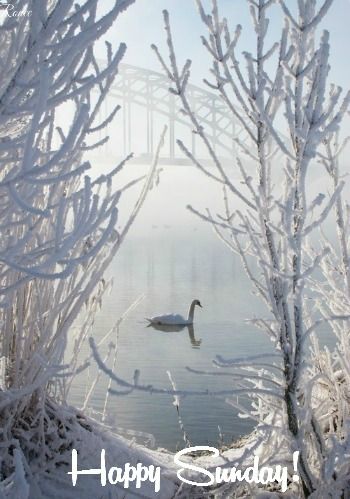 Happy Sunday Winter Szenen, Snow Covered Trees, Winter Magic, Winter Scenery, Winter Beauty, Snow Scenes, Winter Pictures, Winter Wonder, Jolie Photo