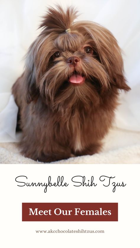 AKC Brown Liver Shih Tzu | Brown Nose Shih Tzu | Looking for a brown liver Shih Tzu? We are Shih Tzu breeders in Texas and raising brown liver Shih Tzu is our specialty! Click this pin to meet our gorgeous AKC registered females or save this pin for when you are ready to add a precious Shih Tzu puppy to your family! Liver Shih Tzu, Chocolate Shih Tzu, Dog Grooming Shih Tzu, Brown Shih Tzu, Shih Tzu Breeders, Shih Tzu Puppies, Shih Tzu Puppy, Shih Tzu Dog, Shih Tzus