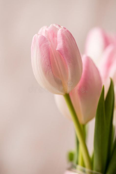 Tulip Single, Pink And White Tulips, Pale Pink Tulips, Single Tulip, Tulip Close Up, Chinese Drawing, Tulip Drawing, Higher Art, Hair Projects