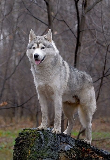 Wolf Poses, Aesthetic Animals, Animal Anime, Big Wolf, North American Animals, Tattoo Animal, Wolf Photography, Wallpapers Anime, Wolf Photos