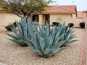 Backyard Landscaping Desert, Environment Pictures, Agave Americana, Texas Landscaping, Century Plant, Drought Tolerant Landscape, Desert Landscapes, Desert Environment, Landscape Plants