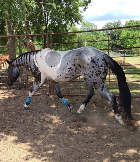 Pretty Horse Coats, Unique Horse Coats, Pintaloosa Horse, Roan Appaloosa, Rare Horse Colors, Horses Funny, Unusual Horse, Funny Horse Pictures, Horse Markings