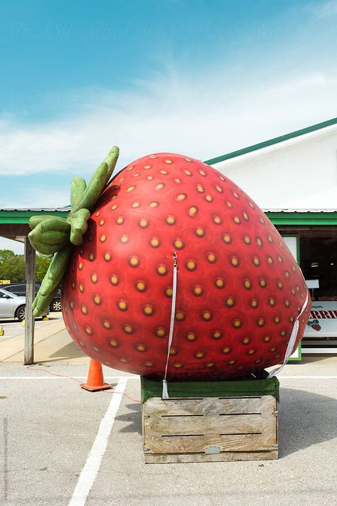 A giant inflatable strawberry at a summertime farmer's market in rural Alabama, USA. Rural Alabama, Pop Art Girl, Giant Inflatable, Business Idea, Farmer's Market, Farmers Market, Alabama, Art Girl, Farmer