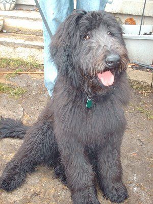 7 mos old..Shepadoodle..    German Shepherd / Standard Poodle Shepadoodle German, German Shepherd Poodle Mix, Domesticated Animals, Tips For Dogs, German Shepherd Pictures, German Shepherd Mix, Cutest Dogs, Dream Dog, Purebred Dogs