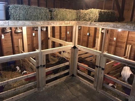 Goat House Ideas, Goat Playground, Goat Shed, Livestock Barn, Goat Shelter, Goat Pen, Barn Stalls, Goat House, Raising Farm Animals