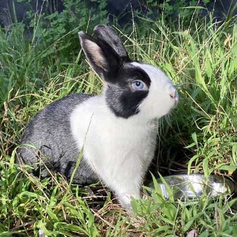 Dutch Rabbit, White Bunnies, Rabbit Eating, Cute Black And White, Animal World, Buns, Rabbits, The Wild, Peanut