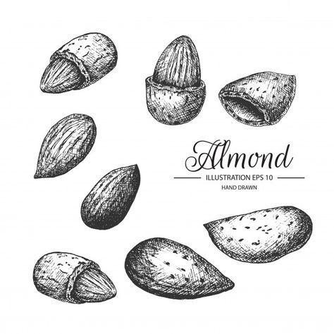 Set of hand drawn almond. Almond Tattoo Nut, Almond Tattoo, Almond Drawing, Almond Illustration, Almond Logo, Almond Soap, Packaging Idea, Laptop Wallpaper Desktop Wallpapers, Almond Nut