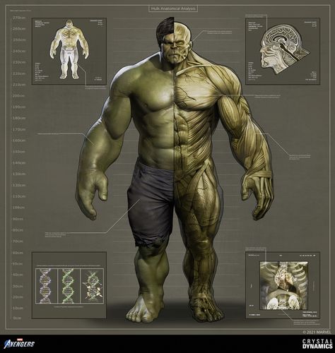 Hulk Artwork, Green Hulk, Strongest Avenger, Anatomy Poster, Stylized Character, Batman Armor, Marvel And Dc Characters, Marvel Superheroes Art, Hulk Avengers