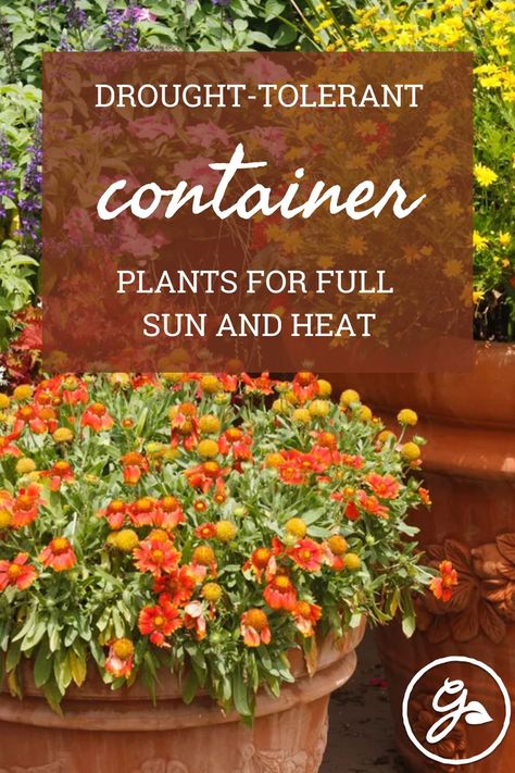 Worried your pot-based annuals and perennials are going to feel the burn this summer? Try these drought-tolerant container plants for full sun and heat – and let the good times roll! Container Plants Full Sun, Container Plants For Full Sun And Heat, Full Sun Annuals For Pots, Perennials For Pots, Full Sun Drought Tolerant Plants, Plants For Full Sun, Heat Tolerant Flowers, Plants For Planters, Full Sun Container Plants