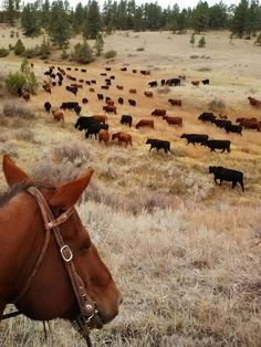 . Cattle Drive, Wilde Westen, Beef Cattle, Rodeo Life, Western Life, Cattle Ranching, Western Riding, Western Aesthetic, Ranch Life