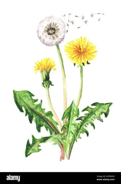 Dandelion Pictures, Dandelion Drawing, Dandelion Plant, Wildflower Drawing, Dandelion Painting, Dandelion Art, Watercolor Paintings Nature, Flower Art Drawing, Dandelion Flower