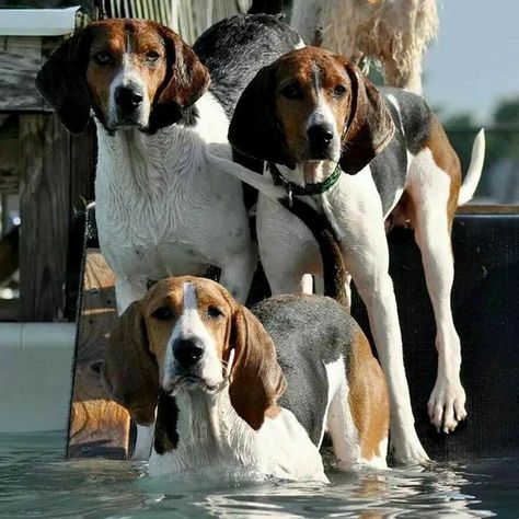 Walker Hound, Coon Hunting, Fox Hound, English Coonhound, Walker Coonhound, Treeing Walker Coonhound, American Foxhound, Bluetick Coonhound, Hound Dogs