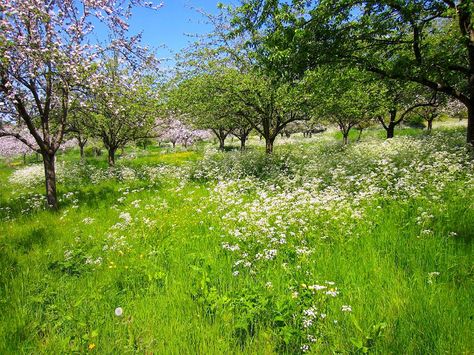 Apple Orchard, Glastonbury Abbey. Somerset. England. Orchard Meadow, Cornwall House, Glastonbury Abbey, Garden Wild, Orchard Garden, Wild Flower Meadow, Meadow Garden, Somerset England, Flower Meadow