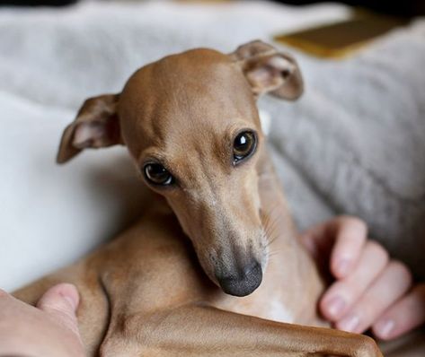 Italian Greyhound Colors: An Overview with the Cutest Photos Italian Greyhound Colors, Blue Italian Greyhound, Miniature Italian Greyhound, Grey Hounds, Italian Greyhound Puppies, Greyhound Puppy, Italian Greyhound Dog, Fawn Colour, Dog Yoga