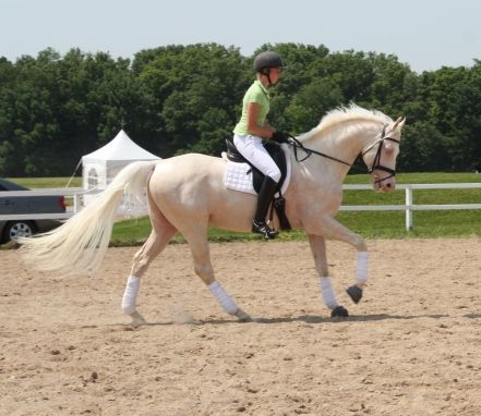 RFF El Dorado (Glitter Please x Talk of Gold by Milkie), 2000 JC Cremello TB, 16.3hh. Standing at Blazing Colours Farm. Warmblood Horses, Horse Markings, Palomino Horse, Pinto Horse, American Saddlebred, Horse Inspiration, Appaloosa Horses, Dressage Horses, Thoroughbred Horse