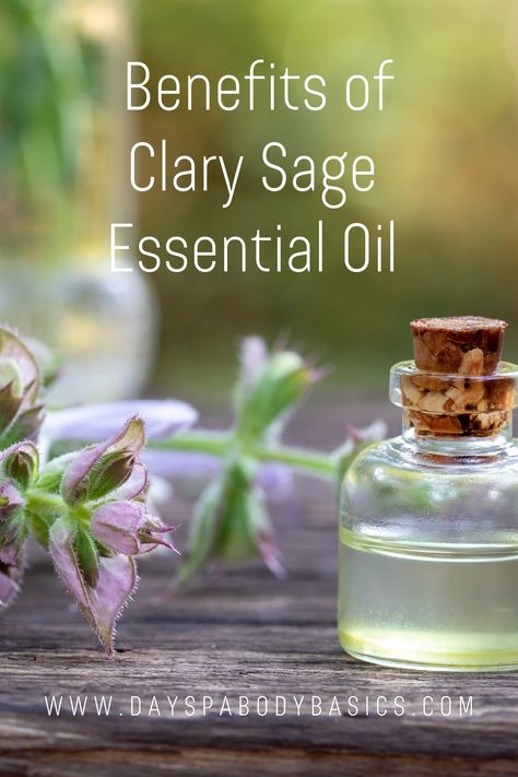 Clary Sage Oil, Clary Sage Essential Oil, Essential Oils Guide, Skincare Natural, Sage Essential Oil, Steam Distillation, Essential Oils For Hair, Perennial Herbs, Prevent Acne