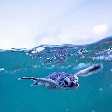 Baby Sea Turtle Sea Turtle Facts, Turtle Facts, Sea Turtle Pictures, Turtle Habitat, Turtle Conservation, Baby Sea Turtles, Baby Sea Turtle, Turtle Love, Turtle Painting