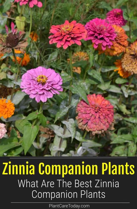 What To Plant With Zinnias Flower Beds, Zinnias And Dahlias Garden, Zinnias In Flower Bed, Are Zinnias Perrenials, Zinnia In Garden, Raised Zinnia Beds, Zinnias In Raised Beds, Zinnias In Garden, Zinnia And Cosmos Garden