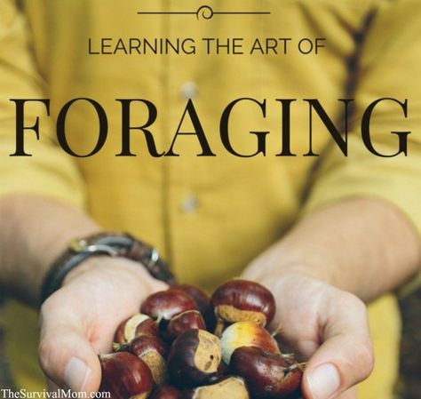 how to forage #survivalblanket Meal Hacks, 1000 Lifehacks, Wild Food Foraging, Edible Wild Plants, Foraged Food, Survival Techniques, Homestead Survival, Emergency Prepping, Wilderness Survival