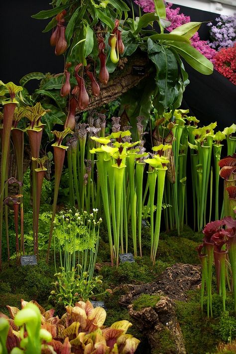 Plantas Carnivorous Plants Terrarium, Bog Plants, Bog Garden, Weird Plants, Plant Fungus, Pitcher Plant, Unusual Plants, Unusual Flowers, Carnivorous Plants