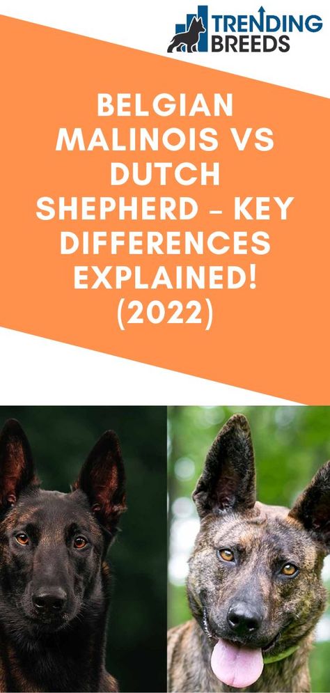 Malinois Shepherd, Dutch Shepherd Dog, Dog Treadmill, Dutch Shepherd, Belgian Malinois Dog, Malinois Dog, Similarities And Differences, Herding Dogs, Shepherd Dogs