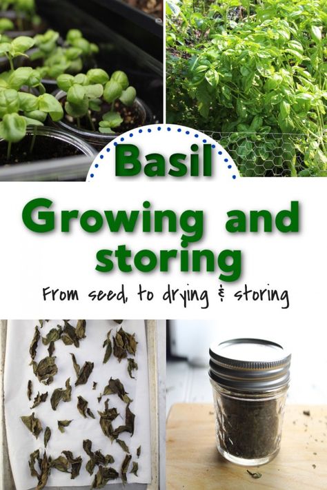 Uses For Basil, Basil Growing, Preserving Basil, Dry Basil, Raised Bed Gardens, Root Cellars, Dried Basil Leaves, Kitchen Gardens, Growing Basil