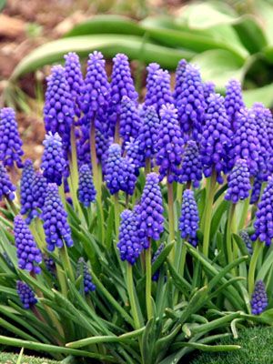 Grape Hyacinth Tattoo, Grape Muscari, Muscari Flowers, Grape Flower, Grape Hyacinth, Bulbous Plants, Plant Pests, Garden Planner, Native Garden