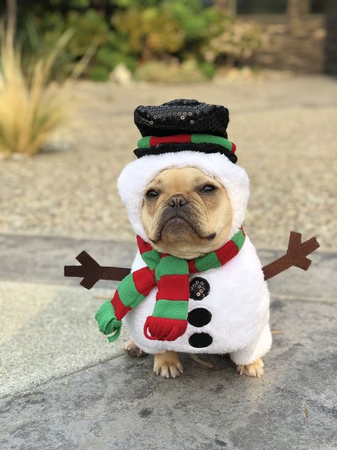 Alfie the French Bulldog in a Snowman Costume for Christmas ☃️❤️ Cute Dog Breeds, Snowman Costume, Christmas Dog Outfits, Cats Christmas, Dog Breeds Medium, French Bulldog Funny, Illustration Christmas, Bulldog Francese, Christmas Dogs