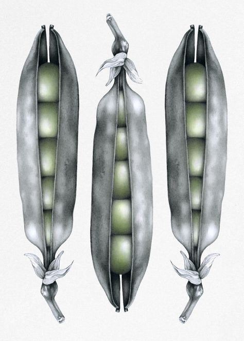 Three Peas In A Pod Green - Cath Riley - Debut Art Cath Riley, Food Project, Illustration Food, Black And White Drawing, Natural Forms, Colorful Paintings, Henri Matisse, Still Life Painting, Pencil Sketch