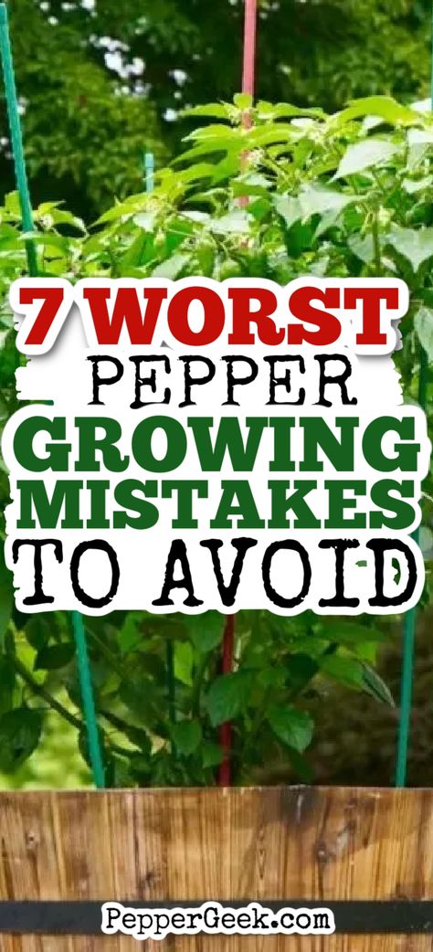 If you’re new to growing peppers, I want to help you avoid the most common mistakes. In this article, I’ll go over 7 common pepper growing mistakes, and what you should do instead. Let’s get into it! Green Peppers Growing, Pepper Garden Layout, Green Pepper Growing Tips, How To Grow Green Peppers, Pepper Garden Ideas, Growing Peppers In Containers, Growing Peppers In Garden, Pepper Plant Support, How To Grow Peppers