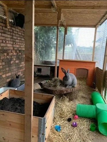 Outdoor Bunny Enclosure Ideas, Outside Bunny House, Diy Rabbit Shed, Bunny Cage Ideas Outdoor, Bunny Hutches Outdoor, Bunny Sheds Outdoor, Rabbit Playground Outdoor, Diy Outdoor Bunny Enclosure, Bunny Set Up Outdoor