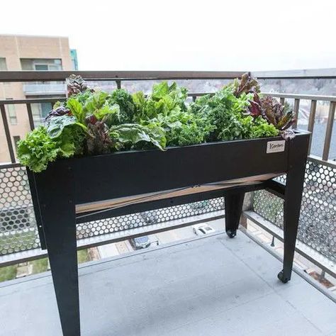 13 Raised Bed Ideas for Balcony Gardeners | Balcony Garden Web Indoor Garden Apartment, Cottage Patio, Apartment Gardening, Elevated Gardening, Balcony Planters, Vertical Vegetable Garden, Indoor Vegetable Gardening, Backyard Lighting, Hydroponic Gardening