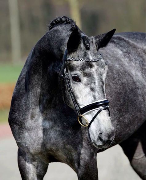 Dapple Grey Horse Black English Bridle Stallion Gelding Mare Dapple Grey Horse, Dapple Grey Horses, Mare Horse, Horse Black, Beautiful Horse Pictures, English Bridle, Horse Aesthetic, Grey Horse, Friesian Horse