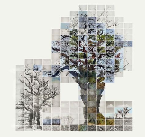 artful Gcse Photography, Tree Mosaic, Tree Artwork, Photography Exhibition, Art Society, History Of Photography, Royal College Of Art, Rural Landscape, A Level Art