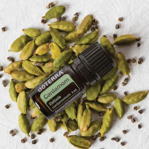 Cardamom Essential Oil (Ellettaria cardamomoum) Essential Oils For Nausea, Cardamom Essential Oil, Ginger Essential Oil, How To Make Oil, Essential Oil Benefits, Health Shop, Doterra Oils, Oil Benefits, Best Essential Oils