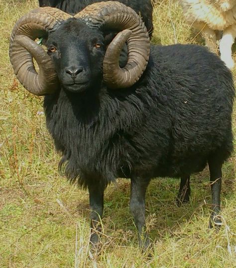 Black Ram Animal, Hebridean Sheep, Animal Horns, Ram Sheep, Black Goat, Sheep Breeds, Cute Sheep, Pretty Animals, Buddha Image