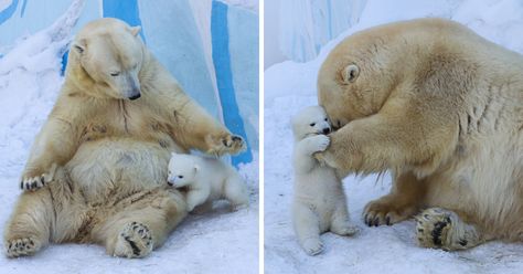 One of the largest zoos of Novosibirsk, Russia became a really happy place once a long-awaited wonder, the polar bear, came into this world. Polar bears are the largest predators on the planet and re-produce once every two or three years, and in an unnatural habitat even more rarely.   On the 7th of December 2015 happy bear parents Kay and Gerda gave birth to their second born. Baby Polar Bears, Baby In Snow, Bear Cubs, Polar Bears, Cute Animal Pictures, Sweet Animals, Animal Photo, 귀여운 동물, Animals Friends