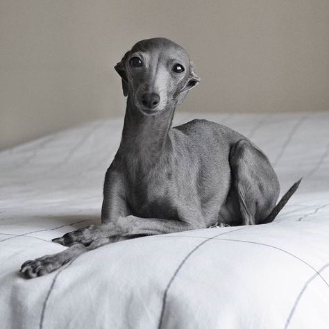 Why socialize when there’s a perfectly good bed at home 😴 #SayNoToMondays Happy Monday you guys 🙋🏻‍♂️ PhotoCred: @dora_figalga #TheStatelyHound #iggy  #italiangreyhound #dogsofinstaworld Dog Symbolism, Greyhound Puppy, Whippet Puppies, Italian Greyhound Dog, Dog Expressions, Whippet Dog, Grey Hound Dog, Roman Mythology, Dog Photo