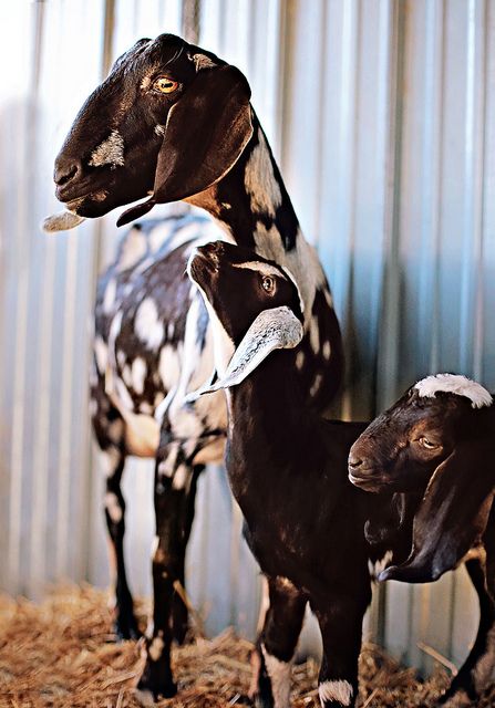 Momma and baby Nubian dairy goats. | Flickr - Photo Sharing! Totes Ma Goats, Nubian Goat, Goat Care, Goat Barn, Raising Goats, Pygmy Goat, Dairy Goats, Cute Goats, Goat Farming