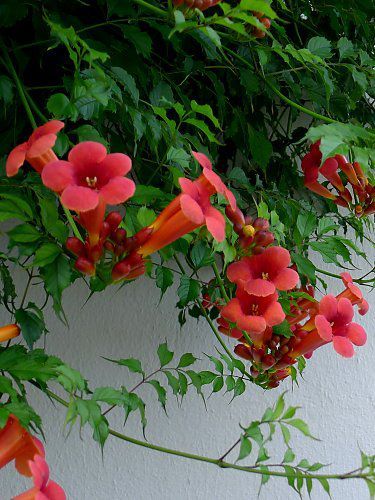 Seed Vault, Climbing Flowers, Trumpet Vine, Red Vines, Garden Crafts Diy, 수채화 그림, Order Here, Flowering Vines, Climbing Plants