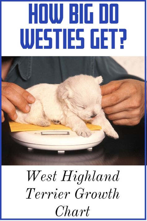 West Highland White Terrier Grooming, Westie Haircut, Westie Puppies For Sale, West Highland Terrier Puppy, West Terrier, Westie Terrier, Westie Puppies, Big Personality, Puppy Cut